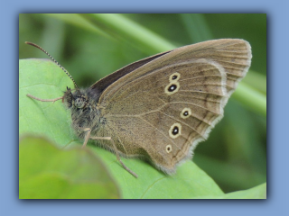 Ringlet butterfly. Hetton Park. 9th July 2023 2.jpg